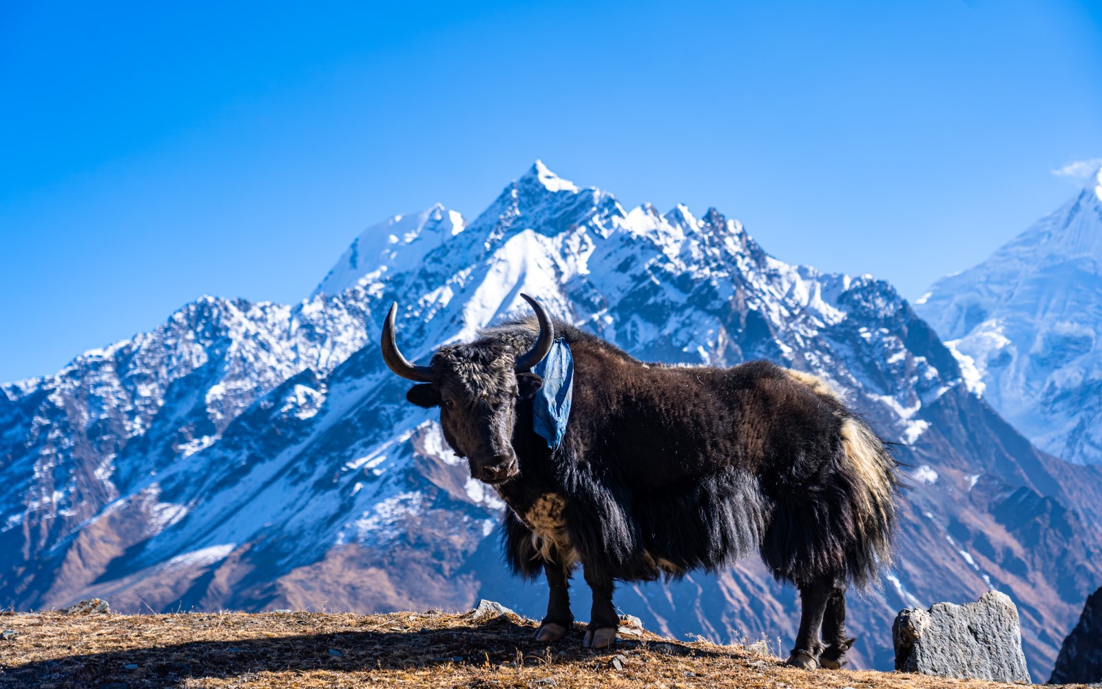 Farmers Community Suppliers Nepal Yak Chew
