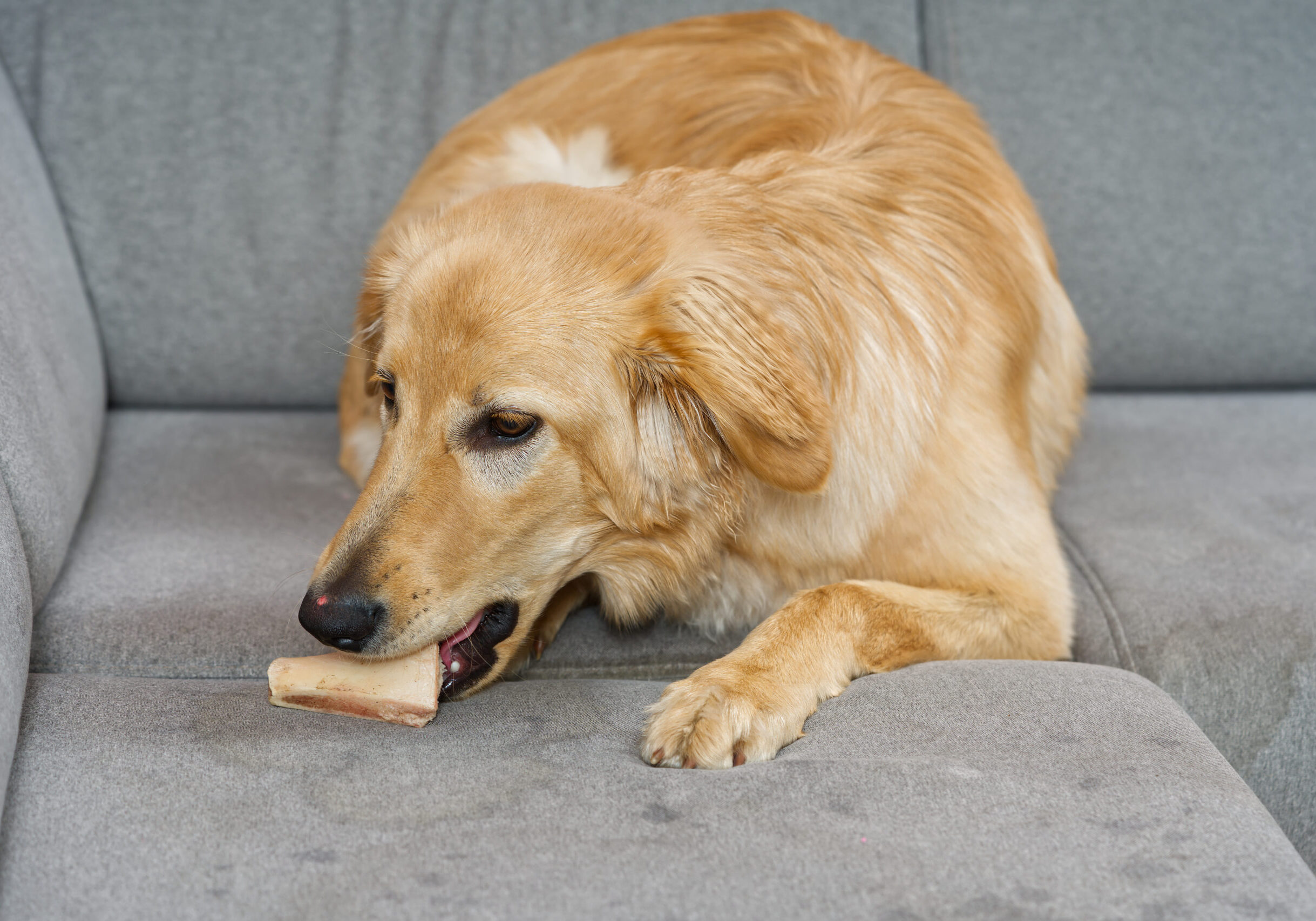blonde dog eating on fabric sofa. Hovawart gnaws on a bone on textil sofa in living room.